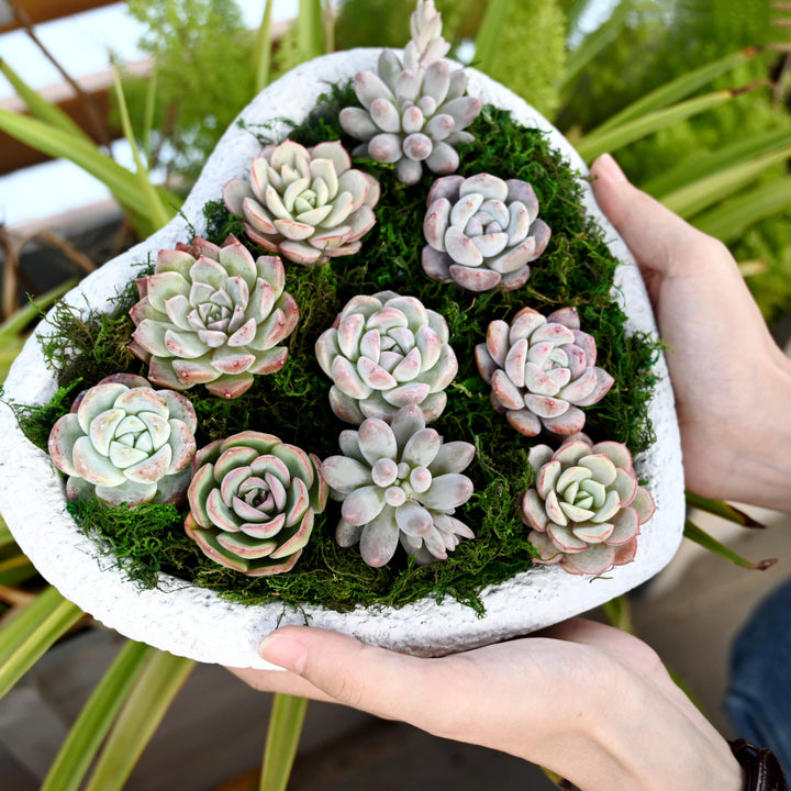 succulent plugs for sale 10 Assorted Rosettes Succulent Plugs