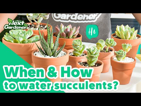 the next gardener succulents Succulent Set #2 (Fixed Varieties) – Thenextgardener