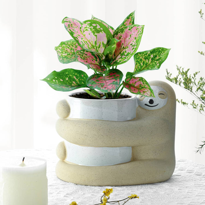houseplant planting in the sloth planter