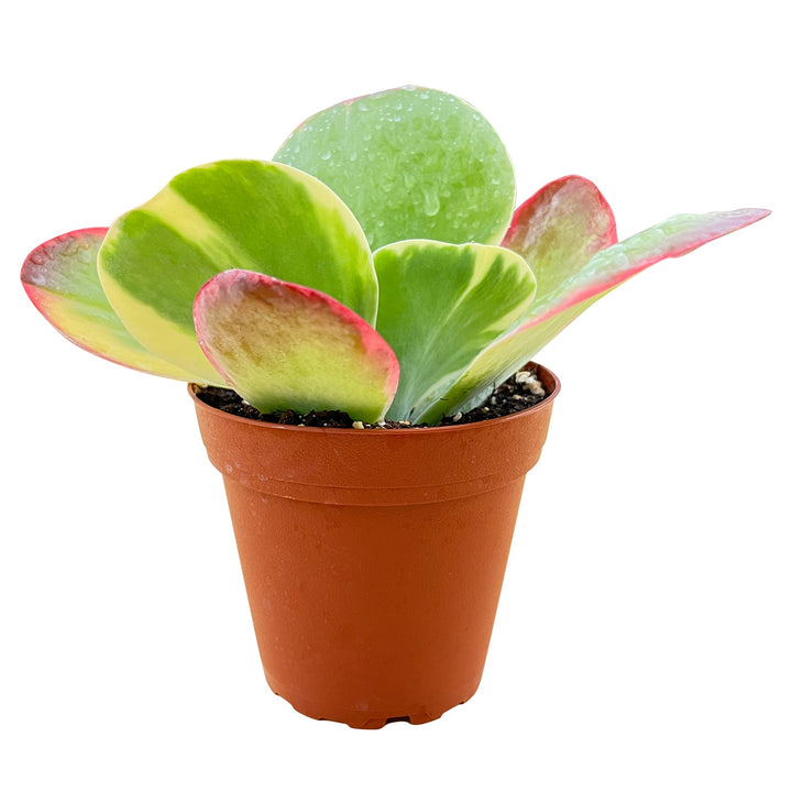 variegated kalanchoe succulent Kalanchoe Thyrsiflora Variegated (4 inch) – Thenextgardener