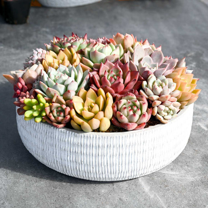 A large shallow planter with a variety of beautiful succulent plugs