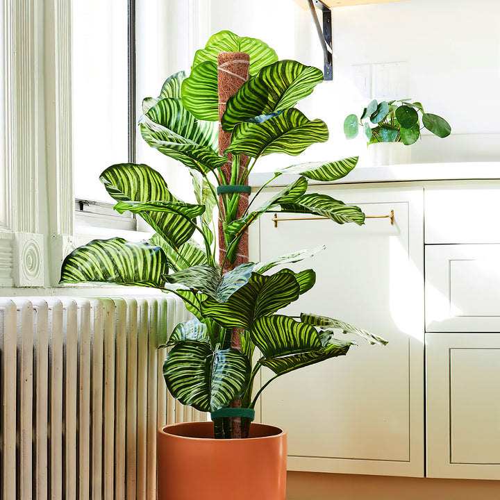 indoor large climbing plant