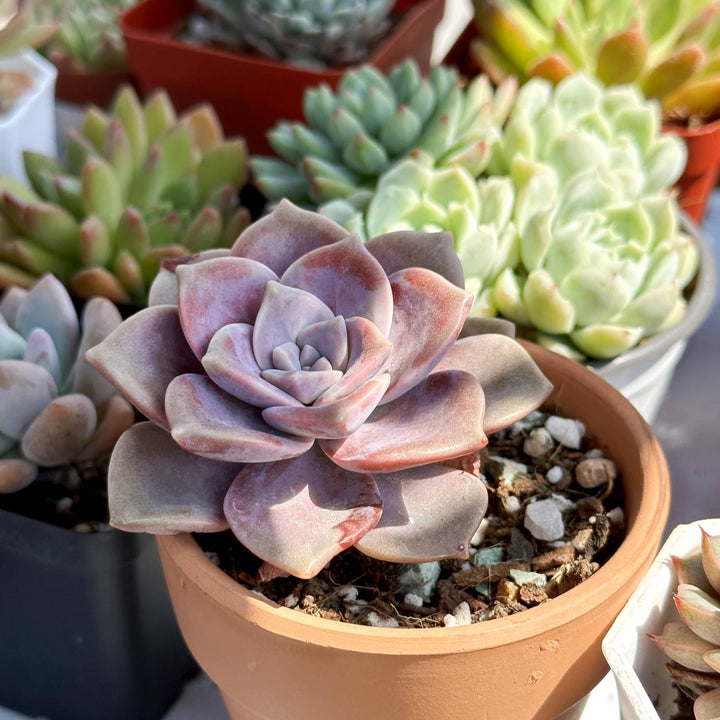 purple delight succulent care Graptopetalum 'Purple Delight'