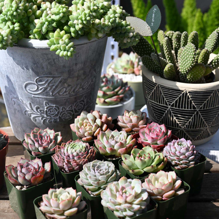 next succulent plants Assorted Rosette Succulent Plants