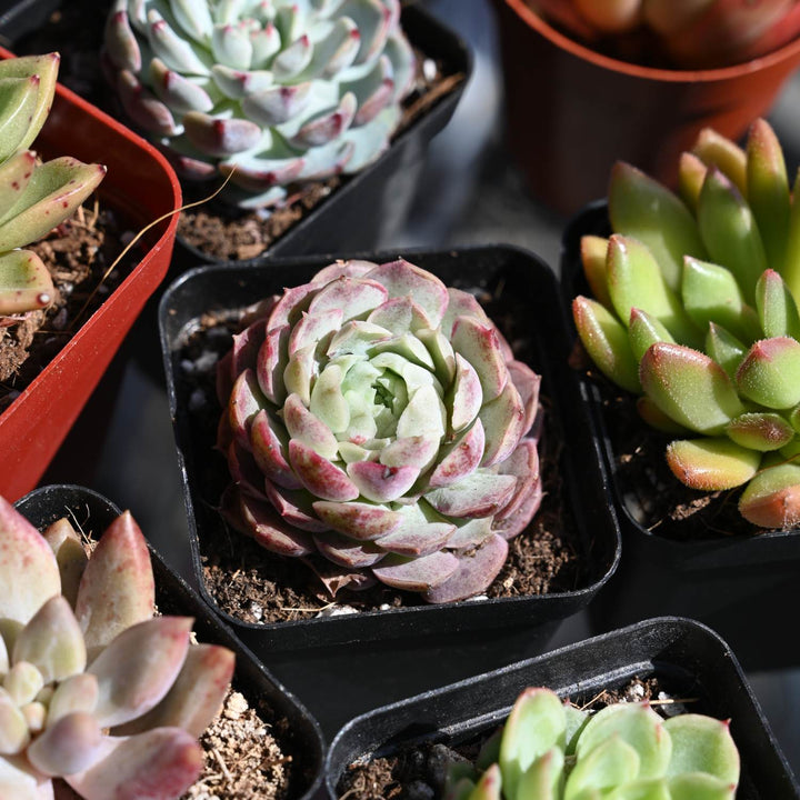 red hole succulent Echeveria 'Red Hole'