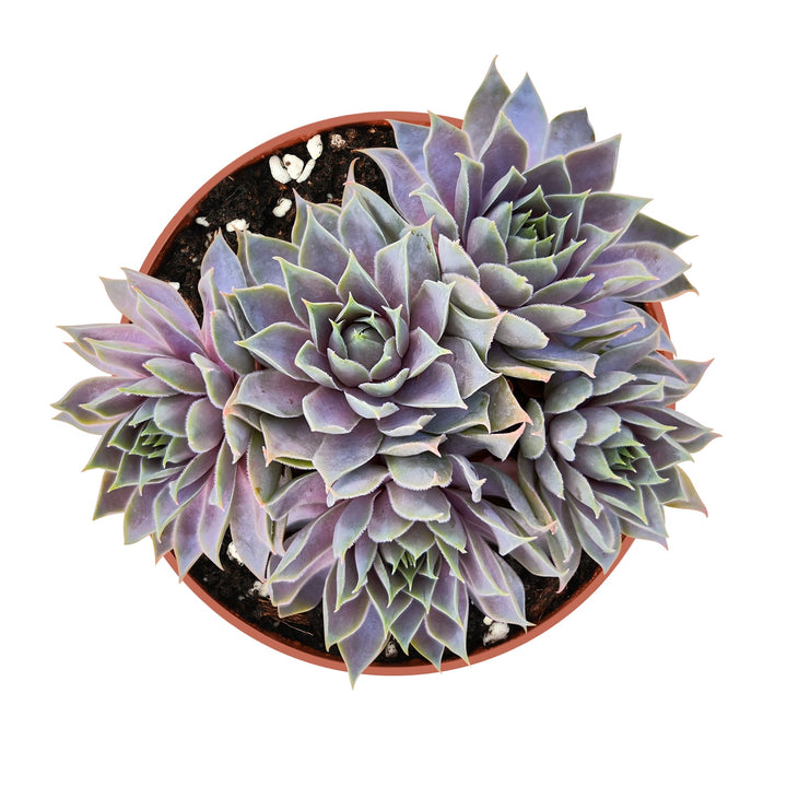 silver grey succulents Sempervivum 'Grey Lady' (4 inch)