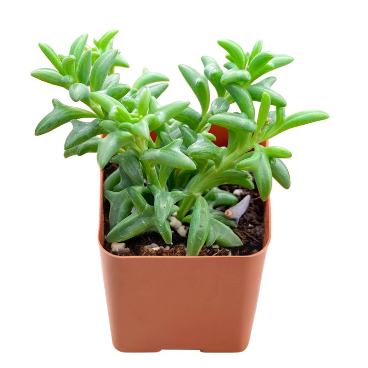 dolphin succulent plant near me String of Dolphins (Senecio Peregrinus)