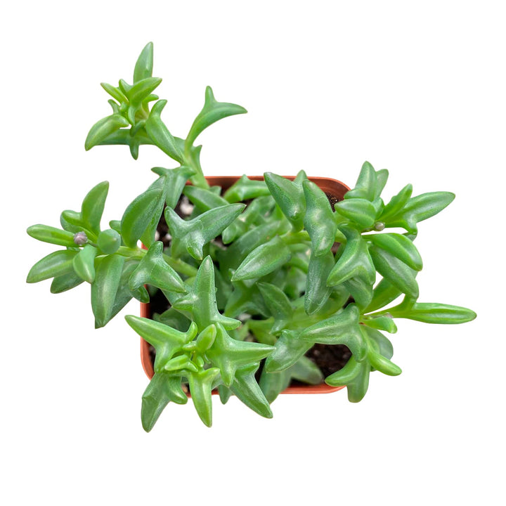 dolphin succulent where to buy String of Dolphins (Senecio Peregrinus)