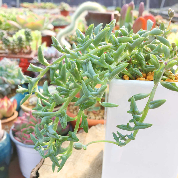 dolphin succulent String of Dolphins (Senecio Peregrinus)