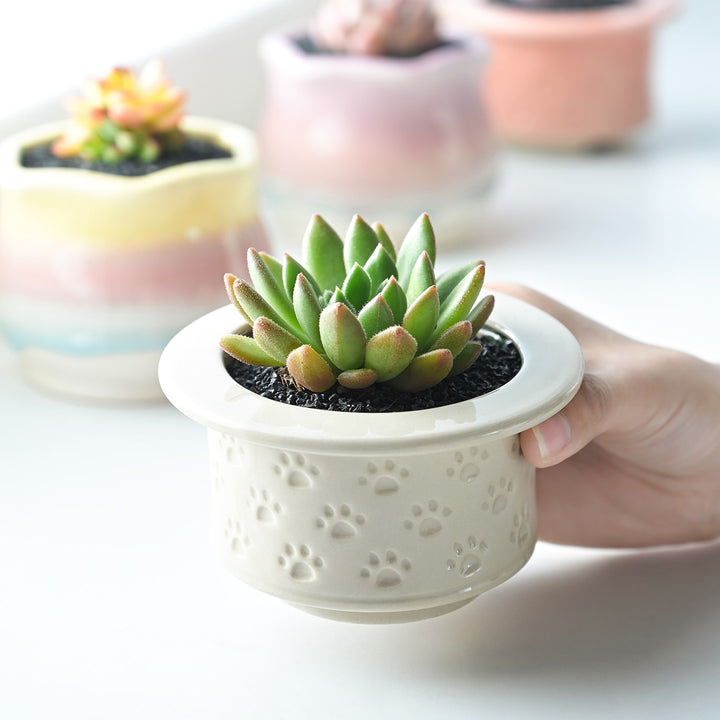 succulents-grow-in-white-pots-carved-with-cat-s-claws