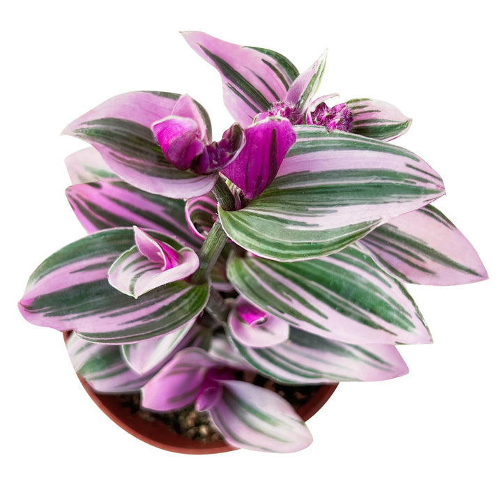 The Next Gardener Tradescantia Nanouk...