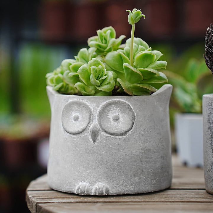 Surprised owl planter with multi-headed succulents to decorate outdoor garden