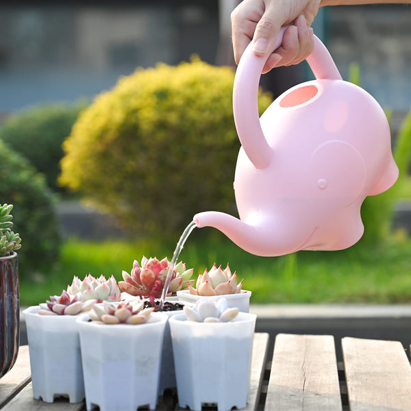 Elephant watering can for watering succulents