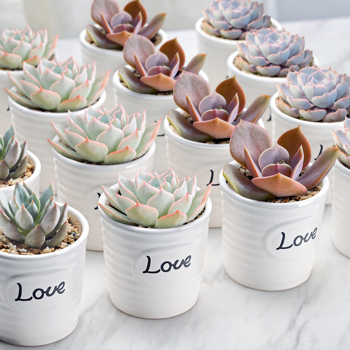mini succulent pot Love Mini Succulent Favors Ceramic