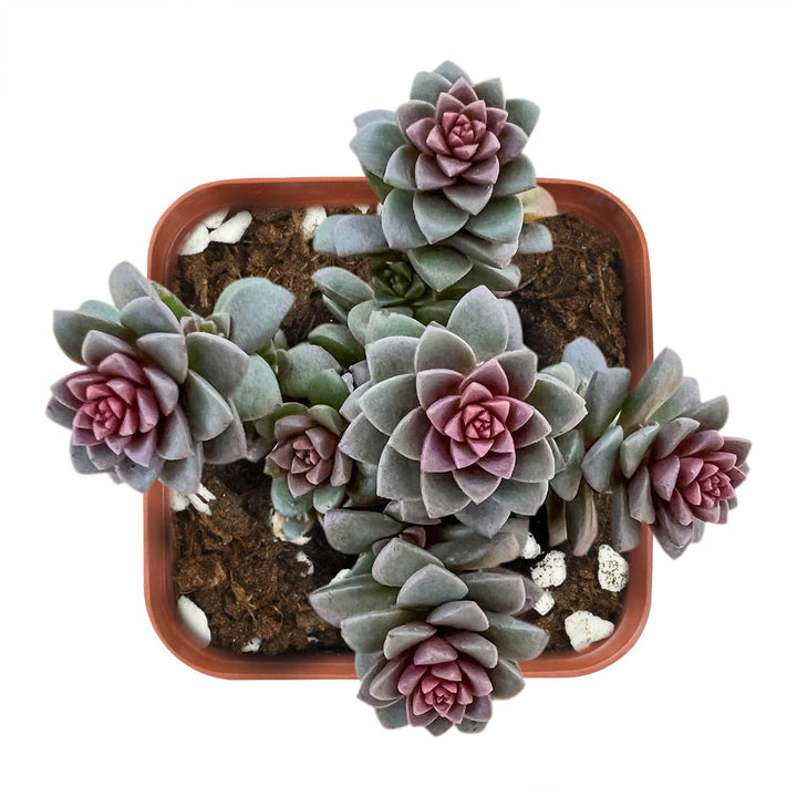 sedum little gem succulent X Cremnosedum cv. Little Gem