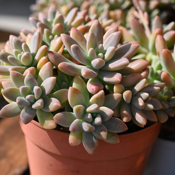 francesco baldi succulent x Graptosedum 'Francesco Baldi' – Thenextgardener