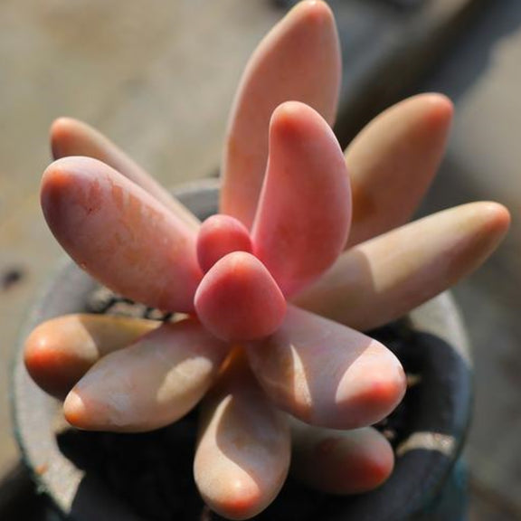 x Pachysedum 'Ganzhou' – Thenextgardener