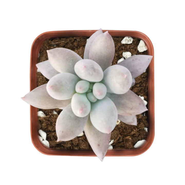 angel succulent plant x Pachyveria 'Angel's Finger' 1 Plant
