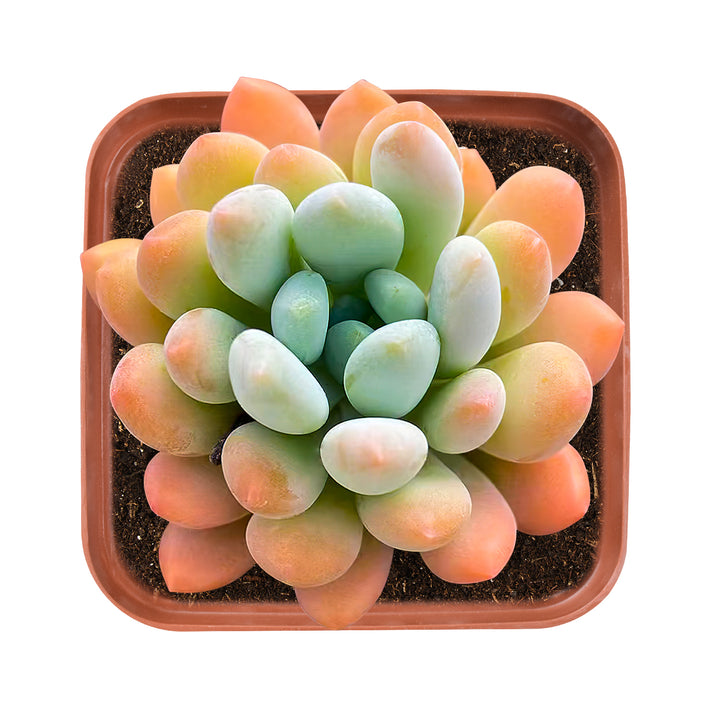x Pachyveria 'Clavifolia' in happy state